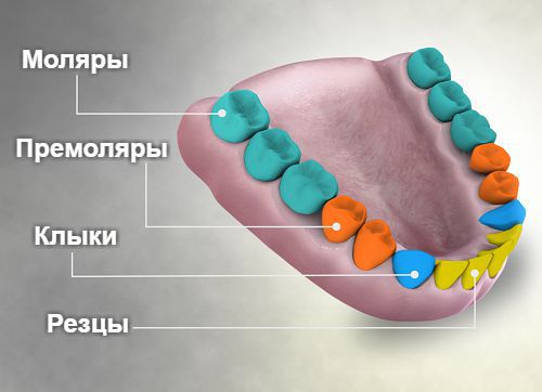 Четыре типа зубов
