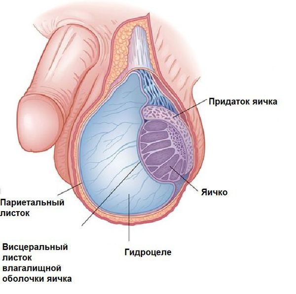 Оболочки яичка