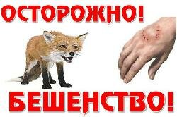 Внимание - Бешенство!!!